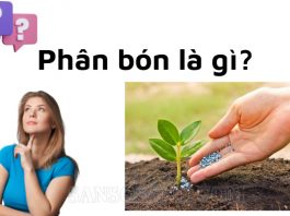 phan-bon-la-gi