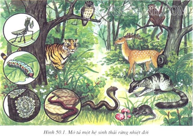 Hệ sinh thái của các loài động vật trong 1 khu rừng nhiệt đới