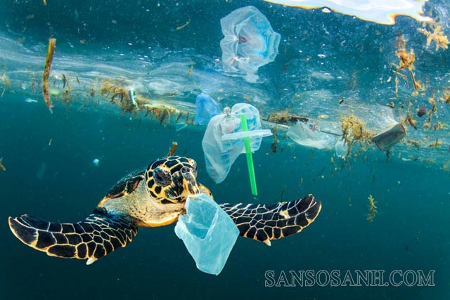 Động vật biển phải đối diện với nguy cơ bị tuyệt chủng do rác thải nhựa